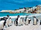 Boulders Beach (South Africa)