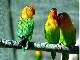 Casela Bird Park (موريشيوس)