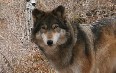 Colorado Wolf and Wildlife Center Images