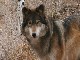 Colorado Wolf and Wildlife Center (アメリカ合衆国)