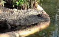 Crocodile Farm in Ardeche  Images