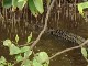 Daintree River Crocodiles (オーストラリア)