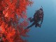 Diving in Whitsundays (Australia)