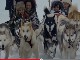 Dog sledding in Alberta (كندا)