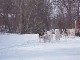 Dogsledding in North Dakota (アメリカ合衆国)