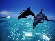 Dolphin Watch, Gibraltar (Great Britain)