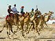 Dubai Camel Race (United Arab Emirates)