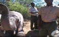 Кормление слонов в Баффелсдрифт Гейм Фото