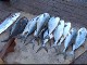 Fish market of Barka (Oman)