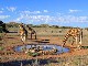 Gemsbok National Park (Botswana)