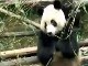 Giant Panda in Chengdu (China)