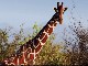 Giraffes in Meru National Park