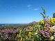 Grootbos Private Nature Reserve (南非)