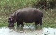 Hippos of Saint Lucia 写真