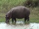 Hippos of Saint Lucia (South Africa)