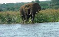 Jumbo River Safaris صور