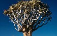 Keetmanshoop Quiver Tree 图片