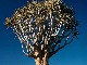 Keetmanshoop Quiver Tree (Namibia)