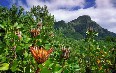 Kirstenbosch National Botanical Garden Images