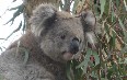 Koala Conservation Centre Images