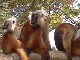 Lemurs of Nosy Komba (Madagascar)