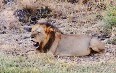 Lions in Meru National Park 写真