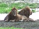 Lions of the Ngorongoro (タンザニア)