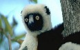 Madagascar fauna 图片