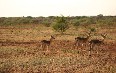 Madikwe Game Reserve 写真