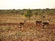 Madikwe Game Reserve (جنوب_أفريقيا)