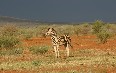 Madikwe Nature Reserve Images