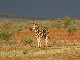 Madikwe Nature Reserve (南非)