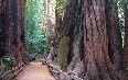 Muir Woods National Monument 写真