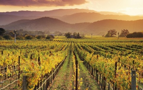 Napa County has a mild climate, scenic nature and convenient location. The most popular attractions in this area are wine-tasting tours