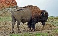 North Dakota Bisons 写真