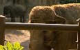 Oregon Zoo and World Forestry Center 写真