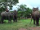 Phou Asa Elephants (Laos)