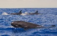 Pico Whale Watching 写真