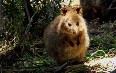 Quokka at Rottnest Island Images