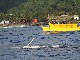 Raro Reef Sub (Cook Islands)