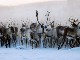 Reindeer in Greenland (Denmark)