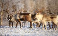 Reindeer in Greenland 图片