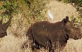 Rhinos in Meru National Park 写真