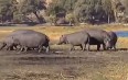 Safari on Chobe river 写真