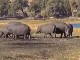 Safari on Chobe river (ボツワナ)