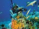 San Andres Island, Diving (كولومبيا)