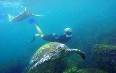 Scuba Diving Rarotonga 写真