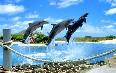 Sea Life Park Hawaii 写真