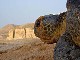 Sea Turtles of Ras al Hadd (Oman)