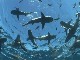 Shark Feeding in Gold Coast (أستراليا)